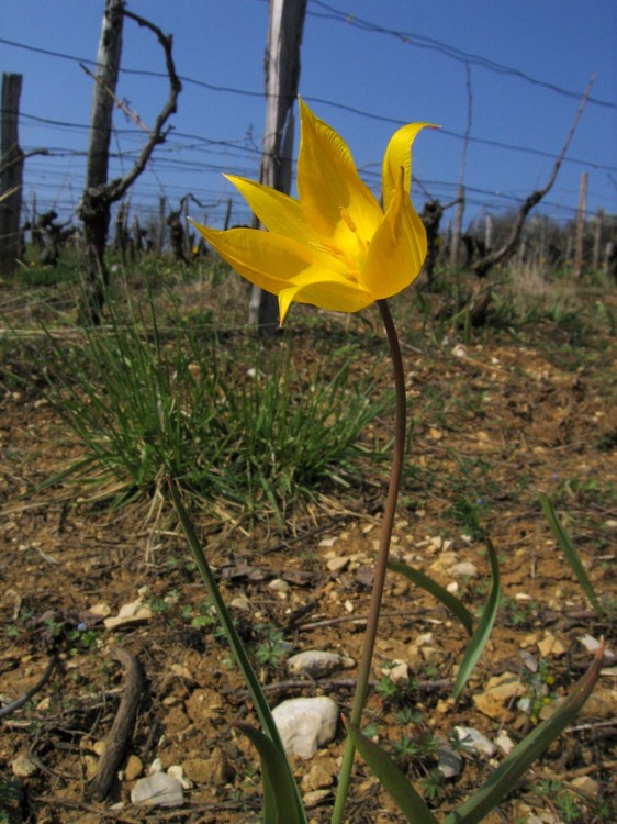 Tulipa sylvestris
